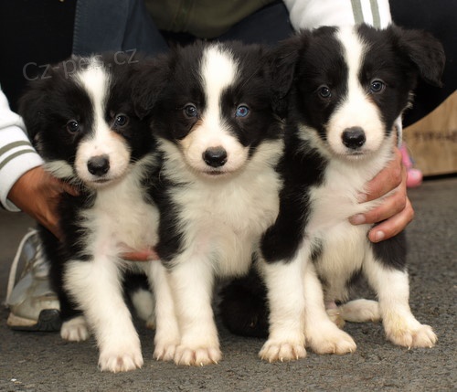 �t�n�tka border kolie