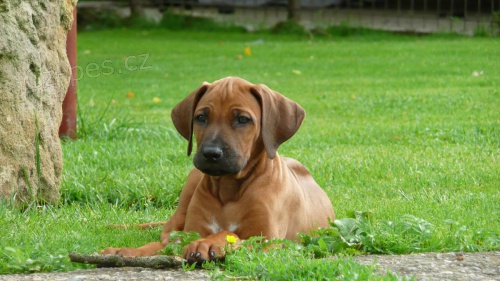 RHOD�SK� RIDGEBACK � �t���tka