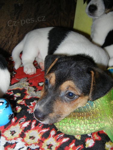 PEJSEK JACK RUSSELL TERIER - PO RODI��CH S PP, IHNED K ODB�RU