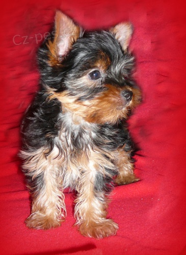 Jork��rsk� terier s pp