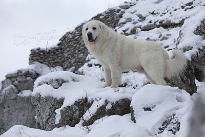 M�lopo�etn� Podhala�sk� ov��k