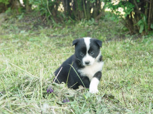 Prod�me �t��ata BORDER KOLIE