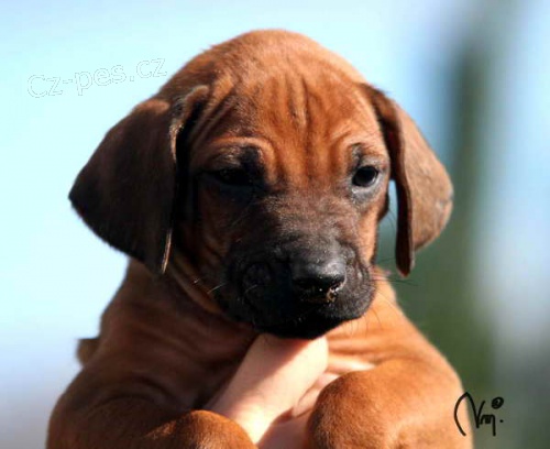 Rhodesian Ridgeback a Chesapeake bay retr�vr