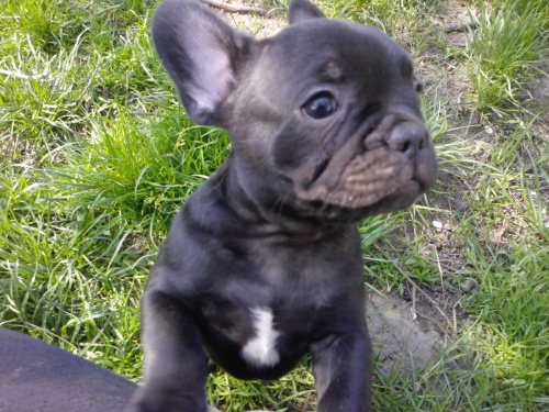 �t��ata francouzsk� buldo�ek