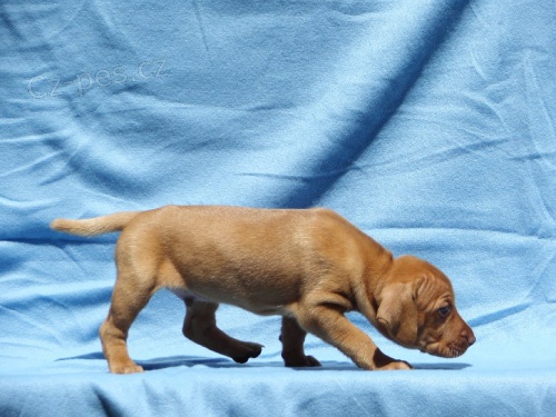 Zad�m pejska ma�arsk�ho oha�e