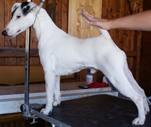 Foxteri�r hladkosrst� s PP(chovn� psi a fenky)
