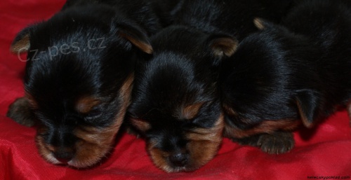 Jork��rsk� teri�r s PP(pejsci po mal�ch rodi��ch)