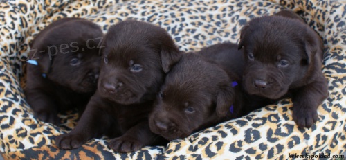 Labrador retriver s PP-tmav� �okol�dov� 