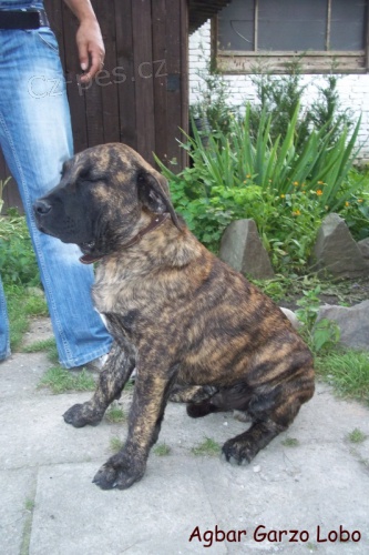 Kan�rsk� doga s PP