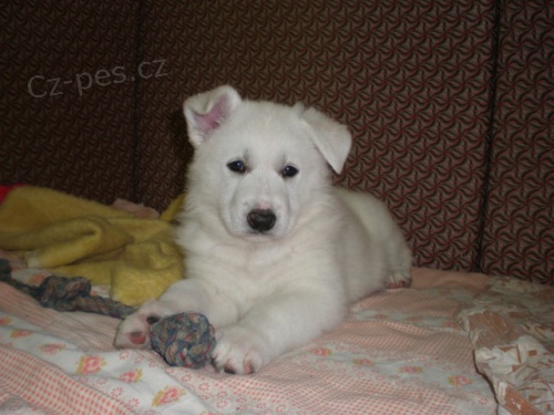 B�L� �V�CARSK� OV��K