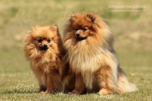 N�meck� �pic mal�