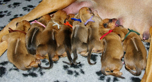 Rhodesian Ridgeback �t��ata s PP