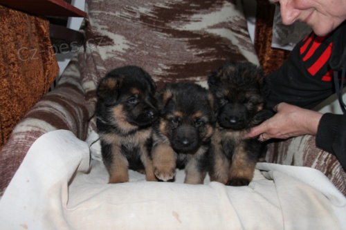 prodej �t��.NO