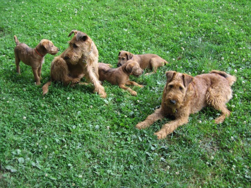 Prod�m �t��ata irsk�ho teri�ra