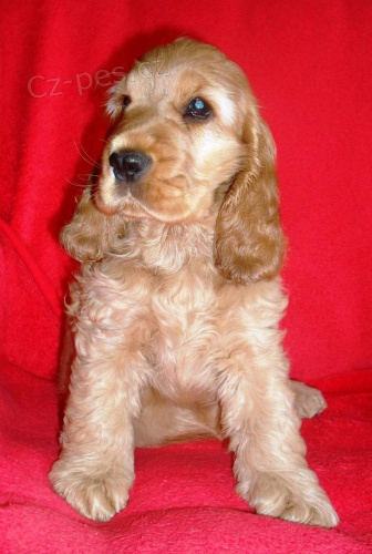 �t��ata anglick� kokor�pan�l s PP