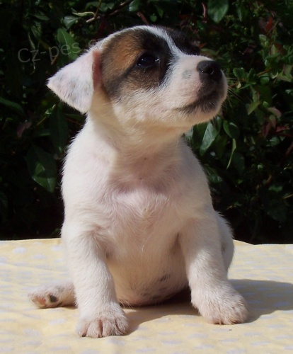 Jack Russell Terier �t��ata s PP