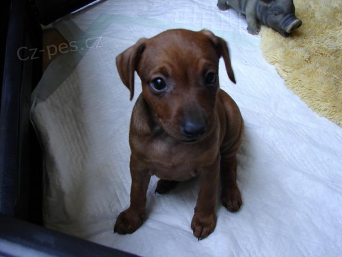 �t���tko pin�e - pejsek