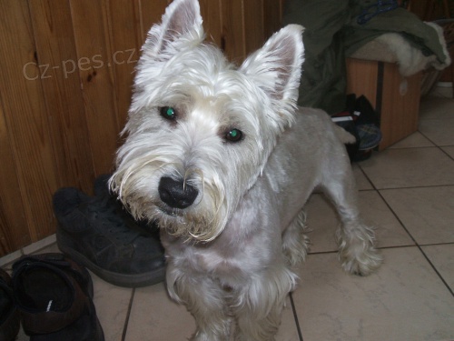 Nab�z�m west�ka ke kryt�