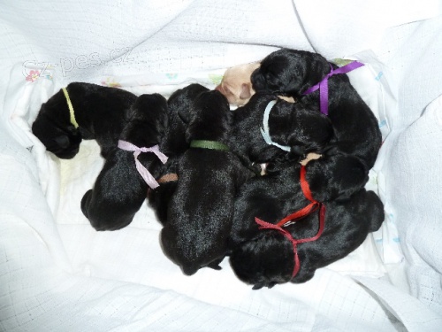 Nab�dka �t���tka labradorsk�ch retr�vr�