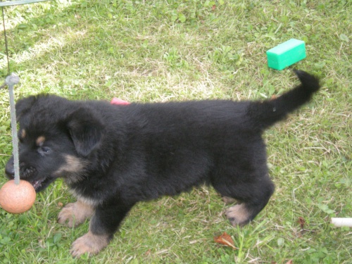 Prod�m �t��ata nemeck�ch ov��k� s PP 