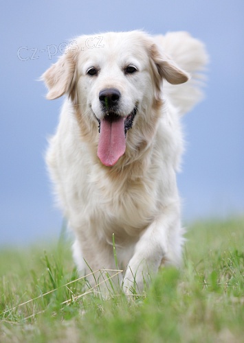 Fotografov�n� retrievr�