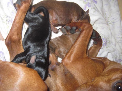 Trpasli�� pin� s PP