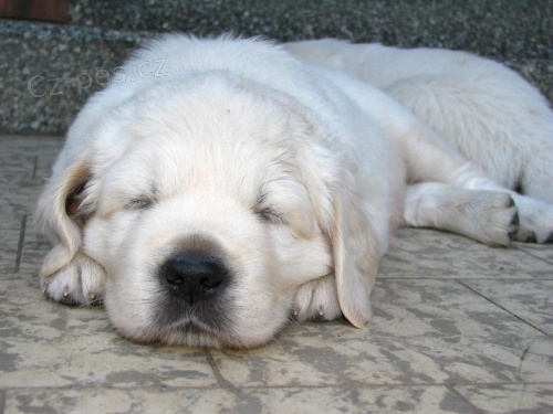 �t��ata Zlat�ho Retrievera s PP