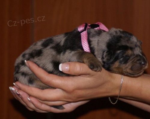 Beauceron - �t�n� prodej 2011