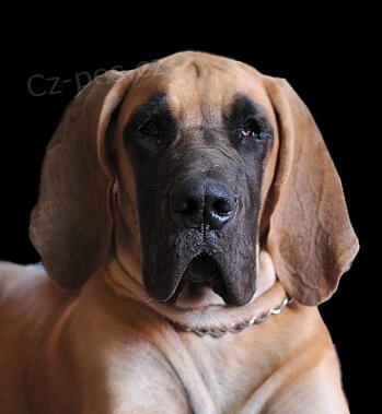 N�meck� doga-�t��ata