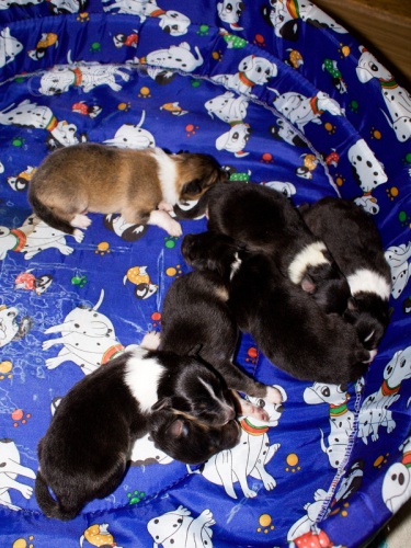 prodam �t�natka sheltie