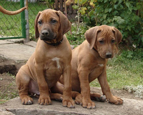 �t���tka Rhodesk�ho Ridgebacka s PP