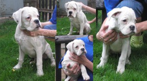 N�meck� boxer - �t��ata s PP