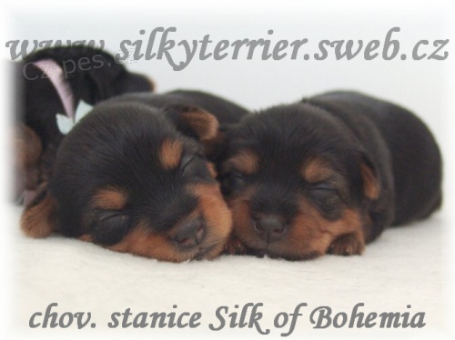 Australsk� silky teri�r - �t���tka