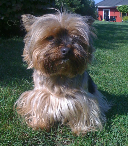 Prod�m Jork��rsk�ho teri�ra