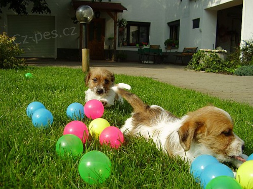 Jack Russell Terrier �t���tka s PP