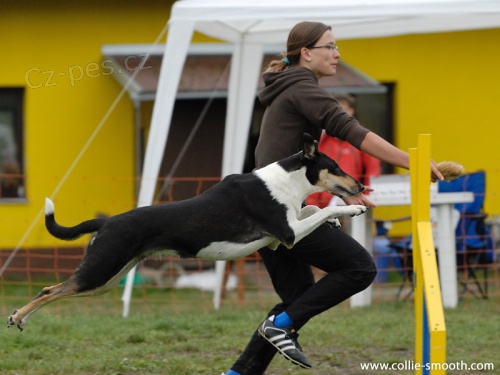 Kr�tkosrst� kolie s PP 