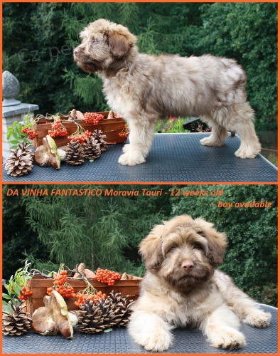 Portugalsk� ov��k