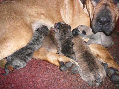 Dogo canario - prod�m �t��ata