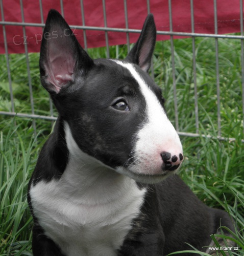 Bullterier-�t���tka s PP