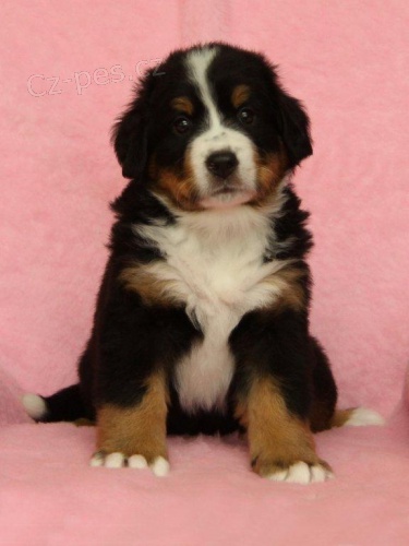 Bernsk� sala�nick� pes - �t��ata s PP