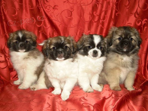 tibetsk� �pan�l s pp