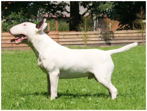 Bulterier � Bullterier s PP 