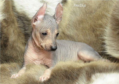 Kr�sn� �t���tka peru�nsk�ho nah��e