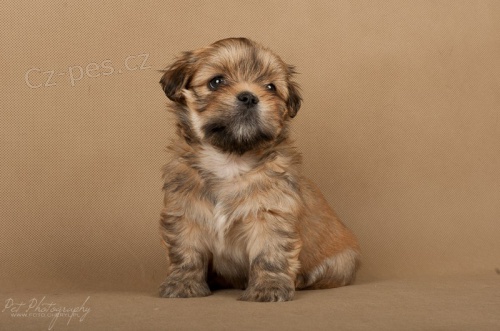 LHASA-APSO s PP Aktu�ln� fotografie
