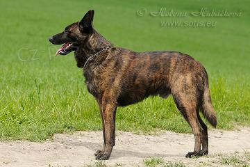 Holandsk� ov��k s PP