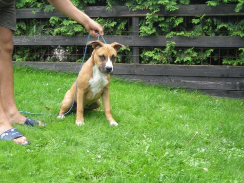 Americk� Staford��rsk� Terier