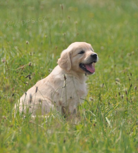 Zlat� retr�vr s PP