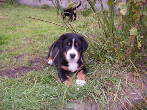 Velk� �v�carsk� sala�nick� pes - �t��ata s PP