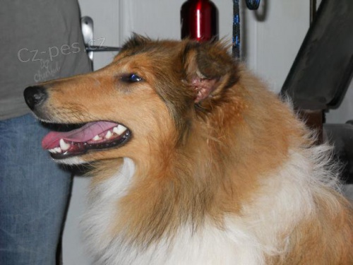 Kolie dlouhosrst�