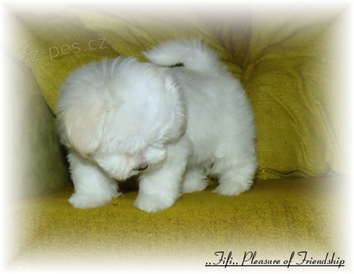 Malt�z��ek s pp